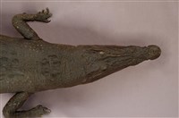 Saltwater crocodile Collection Image, Figure 12, Total 13 Figures